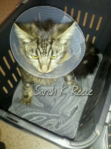 IMG_20131112_151758_wm.jpg image