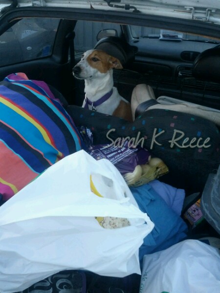 IMG_20140712_162324_wm.jpg image