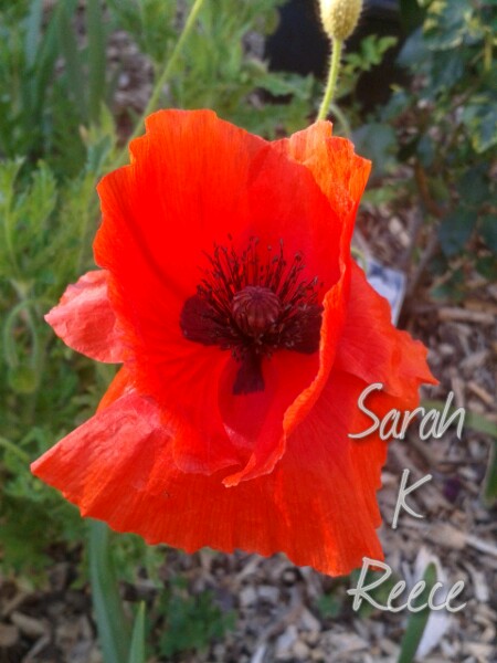 wp-1413543484854 image