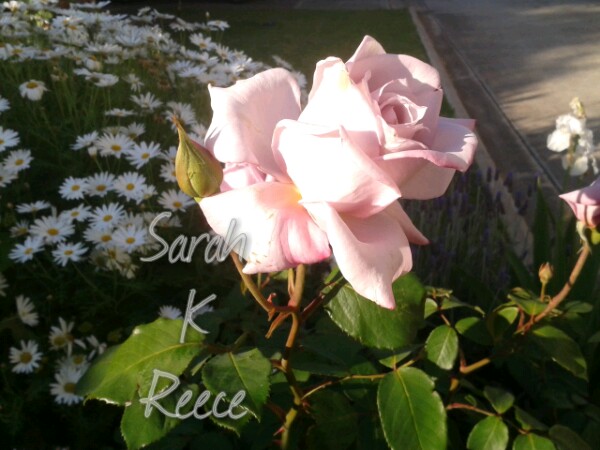 wp-1413543887981 image