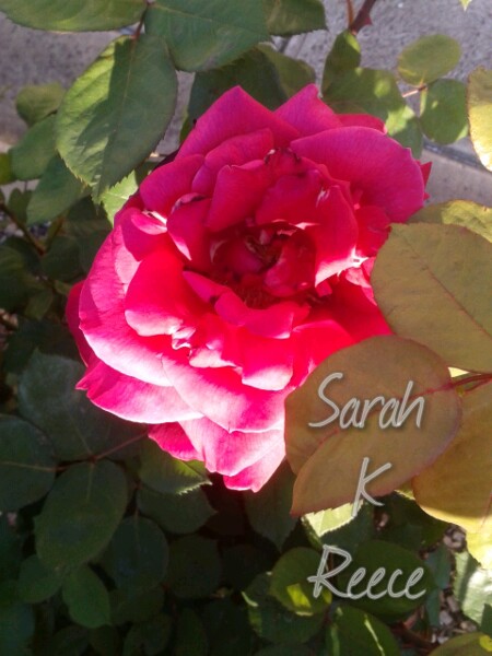 wp-1413543920795 image