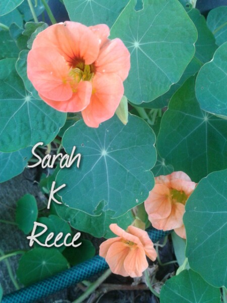 wp-1413544157553 image