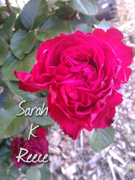 wp-1413544246612 image