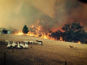 Sampson Flat fire in the Adelaide Hills, photo ny Eugene Klaebe, from http://www.abc.net.au/news/2015-01-03/adelaide-hills-face-most-dangerous-fire-day-since-ash-wednesday/5998294
